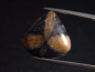 Preview: Chiastolith 11,83 Ct. Tropfen Cabochon Australien