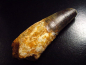 Preview: Spinosaurus tooth - 10,3 cm - Spinosaur Dinosaur