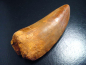 Preview: Carcharodontosaurus tooth - 8,0 cm - Carcharodontosaur