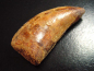 Preview: Carcharodontosaurus tooth - 6,2 cm - Carcharodontosaur