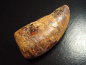 Preview: Carcharodontosaurus tooth - 6,2 cm - Carcharodontosaur