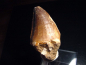 Preview: Mosasaur tooth - 5,8 cm - Mosasaurus Dinosaur