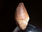 Preview: Mosasaur tooth - 5,8 cm - Mosasaurus Dinosaur