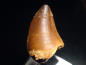 Preview: Mosasaur tooth - 5,2 cm - Mosasaurus Dinosaur