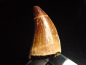 Preview: Mosasaur tooth - 4,6 cm - Mosasaurus Dinosaur