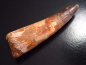 Preview: Spinosaurus tooth - 11,4 cm - Spinosaur Dinosaur