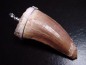 Preview: Mosasaur tooth pendant 925 silver - 6,4 cm - Mosasaurus Dinosaur