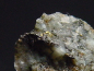 Preview: Gold crystalline / Gold specimen 10 mm - Wurtenkees, Kärnten, Austria