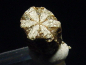 Preview: Trapiche Cordierite, Cerasite / Cherry Blossom Stone 6 mm rare Japan