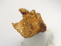 Preview: Gold crystalline 5,5 mm - Brusson, Val d'Aosta, Italy