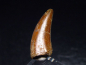 Preview: Deltadromeus tooth - 2,6 cm - Raptor Dinosaur