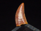 Preview: Deltadromeus tooth - 1,3 cm - Raptor Dinosaur