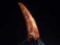 Preview: Pterosaur tooth - 5,2 cm - Siroccopteryx Pteranodon