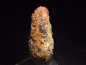 Preview: Fossil Pine cone 36 mm 35-50 mio. years - West Sahara, Morocco