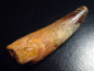 Preview: Spinosaurus tooth - 5,6 cm - Spinosaur Dinosaur