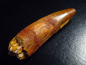 Preview: Spinosaurus tooth - 7,0 cm - Spinosaur Dinosaur