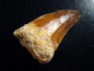 Preview: Mosasaur tooth - 5,0 cm - Mosasaurus Dinosaur