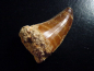 Preview: Mosasaur tooth - 5,0 cm - Mosasaurus Dinosaur