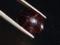 Preview: Star Garnet 15,42 Ct. four ray star cabochon India