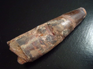 Spinosaurus tooth - 10,1 cm - Spinosaur Dinosaur