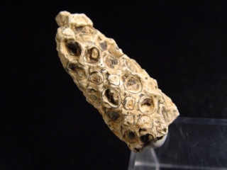 Fossil Pine cone 34 mm 35-50 mio. years - West Sahara, Morocco