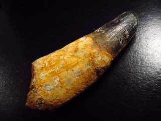 Spinosaurus tooth - 10,3 cm - Spinosaur Dinosaur