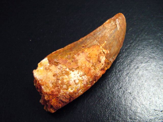 Carcharodontosaurus tooth - 5,5 cm - Carcharodontosaur