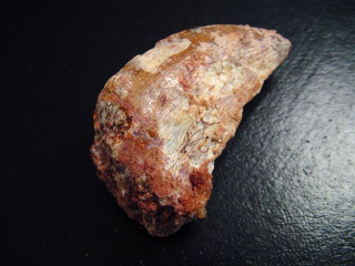 Carcharodontosaurus tooth - 4,6 cm - Carcharodontosaur