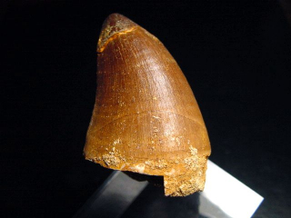 Mosasaur tooth - 5,2 cm - Mosasaurus Dinosaur