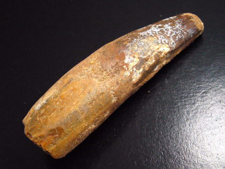 Spinosaurus tooth - 10,8 cm - Spinosaur Dinosaur