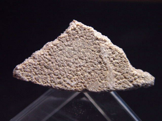 Saltasaurus egg shell 41 mm - 70 million years