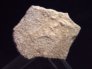 Saltasaurus egg shell 33 mm - 70 million years