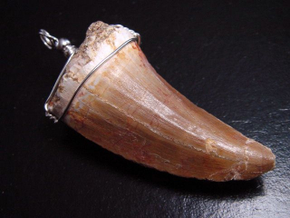 Mosasaur tooth pendant 925 silver - 6,4 cm - Mosasaurus Dinosaur