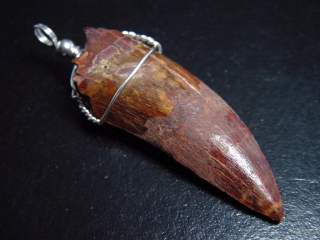 Carcharodontosaurus tooth pendant 925 silver - 6,0 cm - Carcharodontosaur Dinosaur