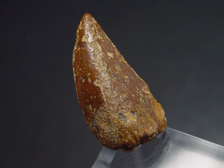 Deltadromeus tooth - 1,6 cm - Raptor Dinosaur