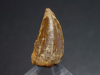 Deltadromeus tooth - 1,6 cm - Raptor Dinosaur