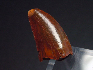 Deltadromeus tooth - 1,7 cm - Raptor Dinosaur