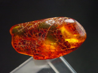 Amber specimen polished 37 mm Poland
