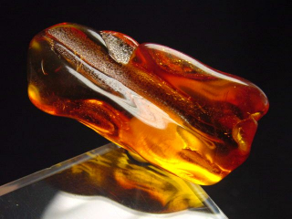 Amber specimen polished 43 mm Poland