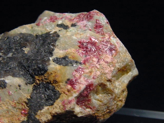 Erythrine specimen 33 mm Spain