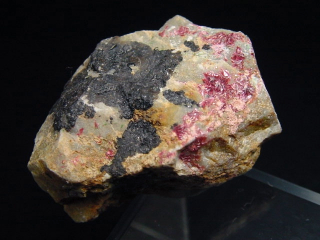 Erythrine specimen 33 mm Spain