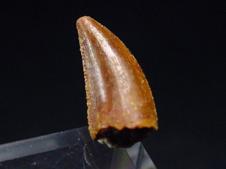 Deltadromeus tooth - 1,3 cm - Raptor Dinosaur