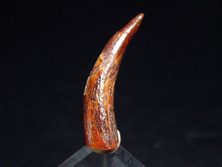 Pterosaur tooth - 2,5 cm - Siroccopteryx Pteranodon