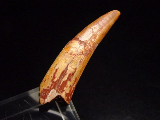 Pterosaur tooth - 5,2 cm - Siroccopteryx Pteranodon