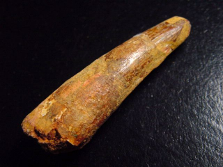 Spinosaurus tooth - 5,6 cm - Spinosaur Dinosaur