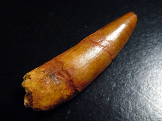 Spinosaurus tooth - 7,0 cm - Spinosaur Dinosaur