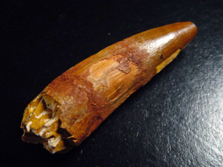 Spinosaurus tooth - 7,0 cm - Spinosaur Dinosaur