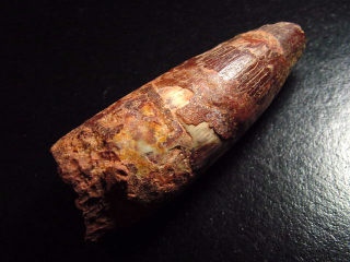 Spinosaurus tooth - 7,5 cm - Spinosaur Dinosaur