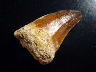 Mosasaur tooth - 5,0 cm - Mosasaurus Dinosaur