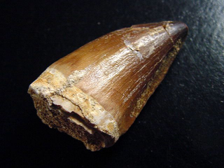 Mosasaur tooth - 5,2 cm - Mosasaurus Dinosaur